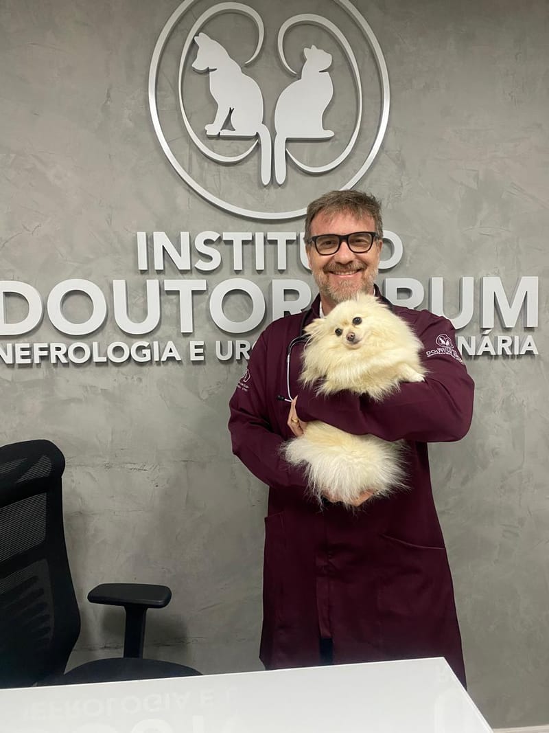 Gato paciente em atendimento de nefrologia veterinária no Instituto Doutor Brum